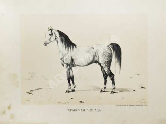 Антикварная книга Сонцов, Д.Д. [автограф] Альбом пятидесятилетнего юбилея Московского общества любителей конского бега. 1834-1884