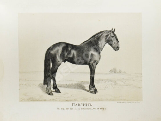 Антикварная книга Сонцов, Д.Д. [автограф] Альбом пятидесятилетнего юбилея Московского общества любителей конского бега. 1834-1884