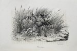[Попко, И.Д.] Черноморские козаки в их гражданском и военном быту