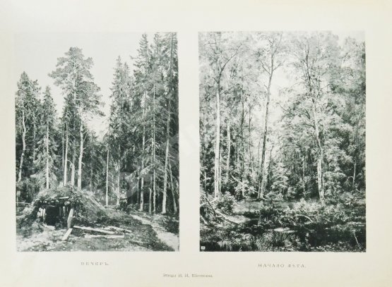 Антикварная книга Конволют из двух изданий фототипий Ивана Шишкина