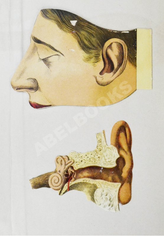 Антикварная книга Платен, М. Новый способ лечения. Настольная книга для здоровых и больных