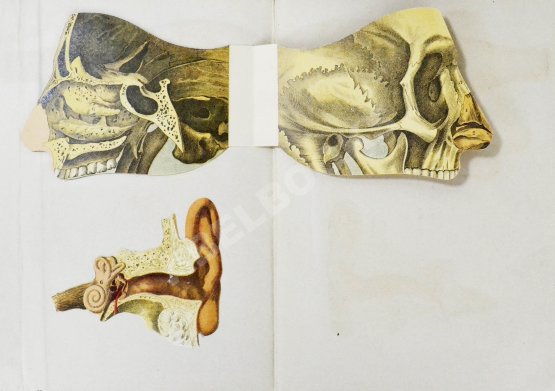 Антикварная книга Платен, М. Новый способ лечения. Настольная книга для здоровых и больных