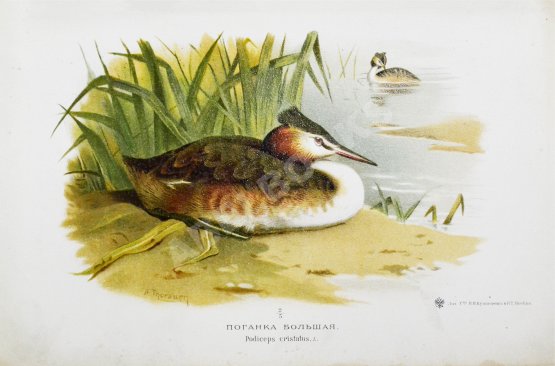 Антикварная книга Мензбир, М.А. Охотничьи и промысловые птицы Европейской России и Кавказа. С атласом из 140 таблиц