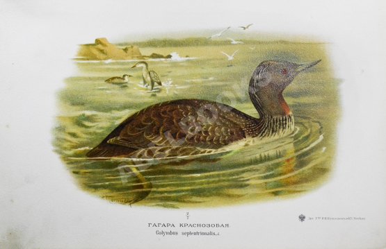 Антикварная книга Мензбир, М.А. Охотничьи и промысловые птицы Европейской России и Кавказа. С атласом из 140 таблиц