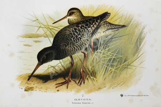 Антикварная книга Мензбир, М.А. Охотничьи и промысловые птицы Европейской России и Кавказа. С атласом из 140 таблиц