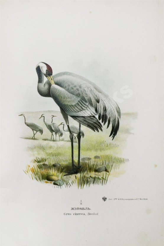 Антикварная книга Мензбир, М.А. Охотничьи и промысловые птицы Европейской России и Кавказа. С атласом из 140 таблиц