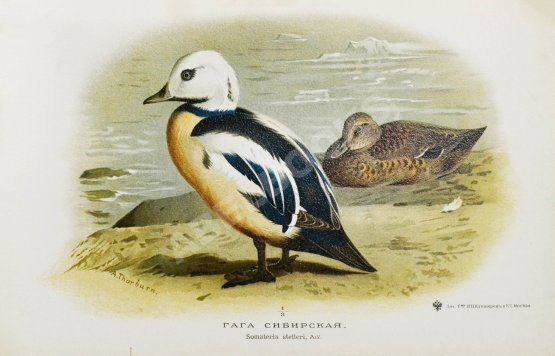 Антикварная книга Мензбир, М.А. Охотничьи и промысловые птицы Европейской России и Кавказа. С атласом из 140 таблиц