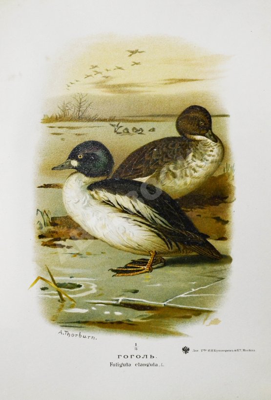 Антикварная книга Мензбир, М.А. Охотничьи и промысловые птицы Европейской России и Кавказа. С атласом из 140 таблиц