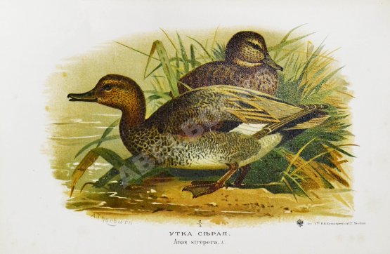 Антикварная книга Мензбир, М.А. Охотничьи и промысловые птицы Европейской России и Кавказа. С атласом из 140 таблиц