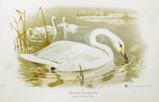 Антикварная книга Мензбир, М.А. Охотничьи и промысловые птицы Европейской России и Кавказа. С атласом из 140 таблиц