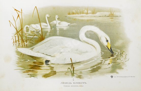 Антикварная книга Мензбир, М.А. Охотничьи и промысловые птицы Европейской России и Кавказа. С атласом из 140 таблиц