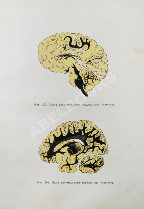 Антикварная книга Сикорский, И.А. Всеобщая психология с физиогномикой в иллюстрированном изложении