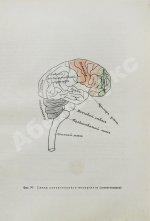 Сикорский, И.А. Всеобщая психология с физиогномикой в иллюстрированном изложении