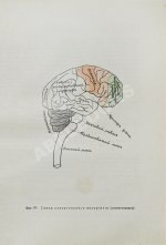 Сикорский, И.А. Всеобщая психология с физиогномикой в иллюстрированном изложении