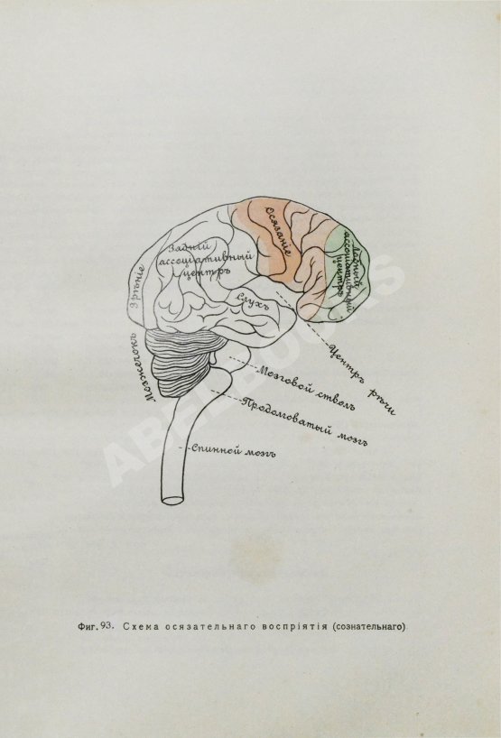 Антикварная книга Сикорский, И.А. Всеобщая психология с физиогномикой в иллюстрированном изложении