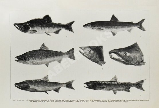 Сибирская советская энциклопедия