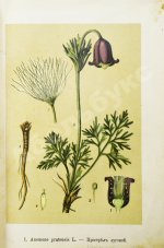 Варлих, В.К. Русские лекарственные растения