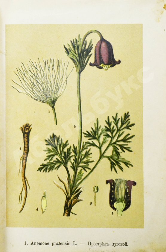 Варлих, В.К. Русские лекарственные растения