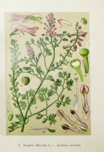 Варлих, В.К. Русские лекарственные растения