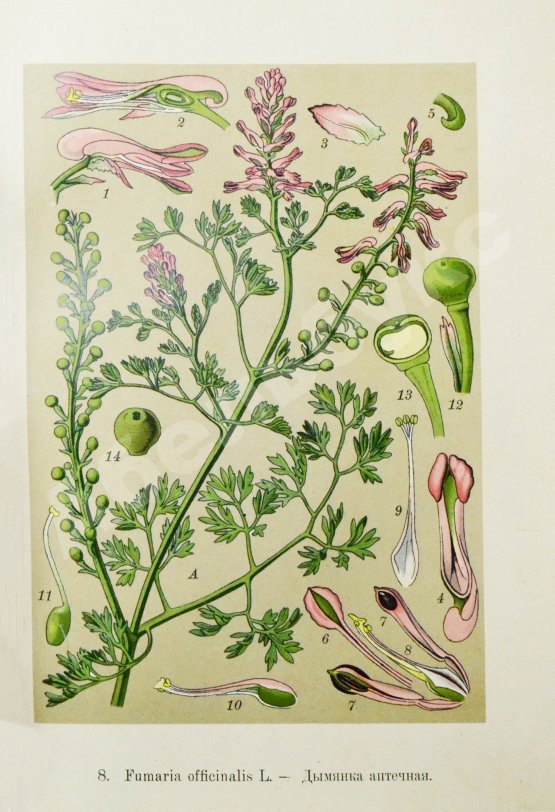 Варлих, В.К. Русские лекарственные растения