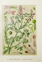 Варлих, В.К. Русские лекарственные растения