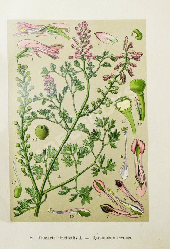 Варлих, В.К. Русские лекарственные растения