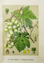 Варлих, В.К. Русские лекарственные растения