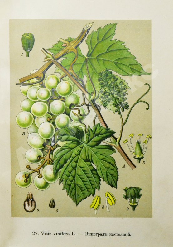 Варлих, В.К. Русские лекарственные растения