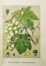 Варлих, В.К. Русские лекарственные растения