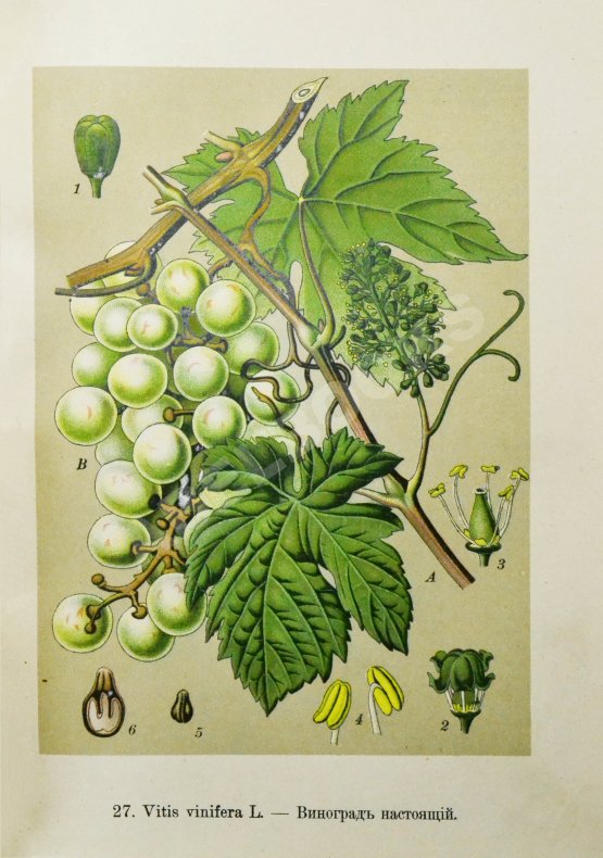 Варлих, В.К. Русские лекарственные растения