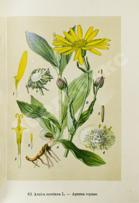 Варлих, В.К. Русские лекарственные растения