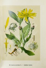 Варлих, В.К. Русские лекарственные растения