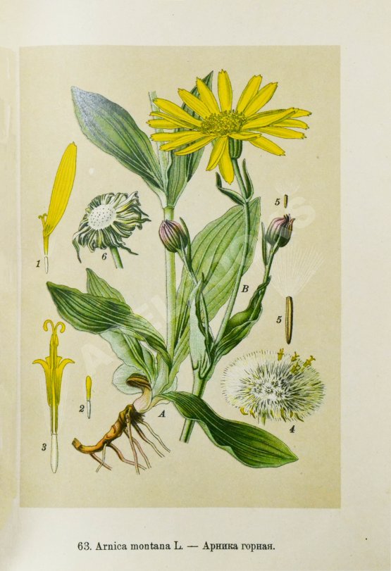 Варлих, В.К. Русские лекарственные растения