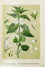 Варлих, В.К. Русские лекарственные растения