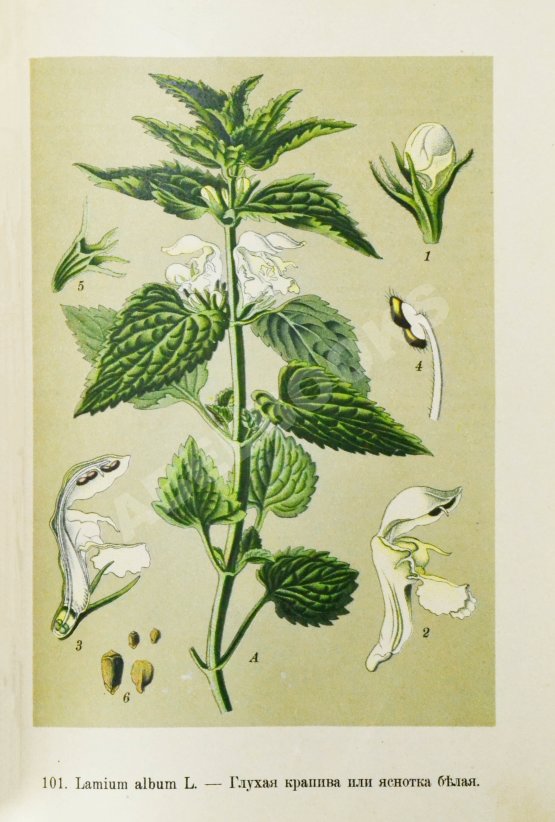 Варлих, В.К. Русские лекарственные растения