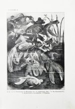 Золотницкий, Н.Ф. Аквариум любителя