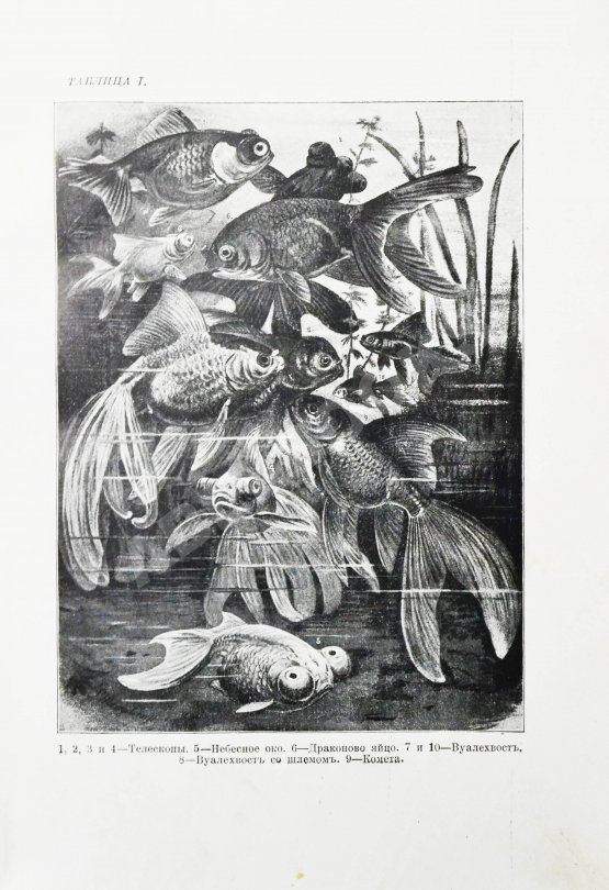 Антикварная книга Золотницкий, Н.Ф. Аквариум любителя