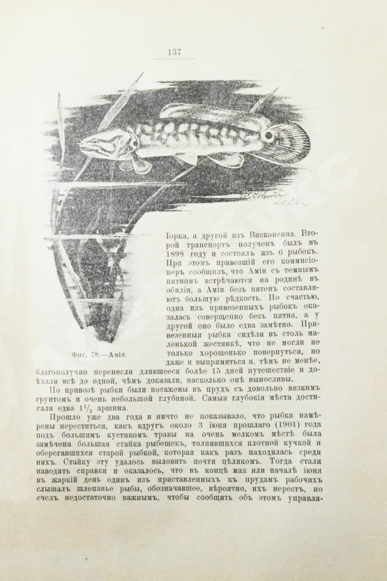 Антикварная книга Золотницкий, Н.Ф. Аквариум любителя