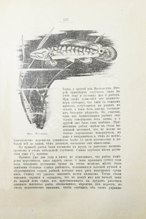 Антикварная книга Золотницкий, Н.Ф. Аквариум любителя