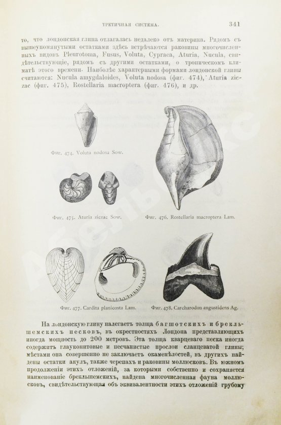 Антикварная книга Иностранцев, А.А. [автограф] Геология