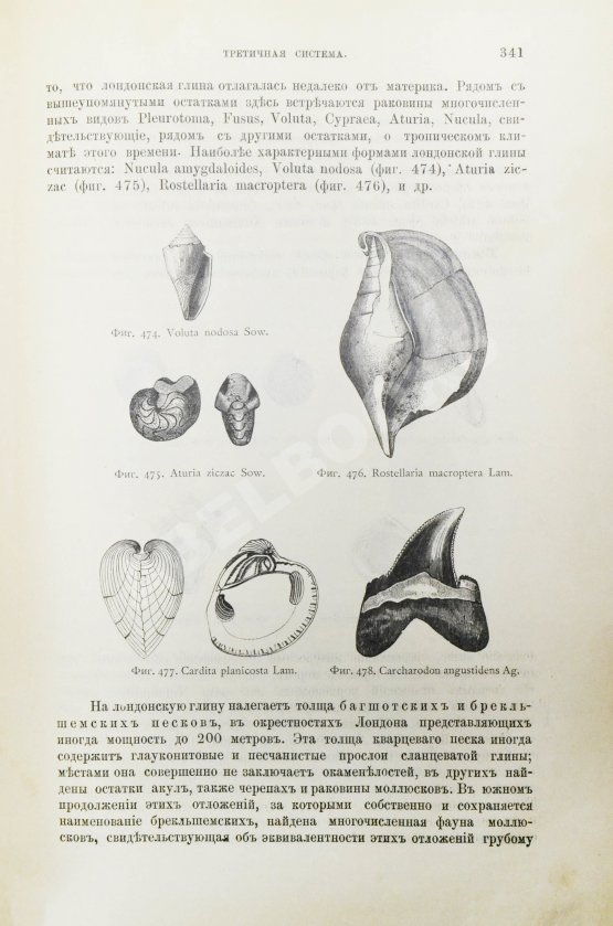 Антикварная книга Иностранцев, А.А. [автограф] Геология