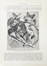 Штандфусс, М.Р. Жизнь бабочек, их ловля, воспитание и сохранение