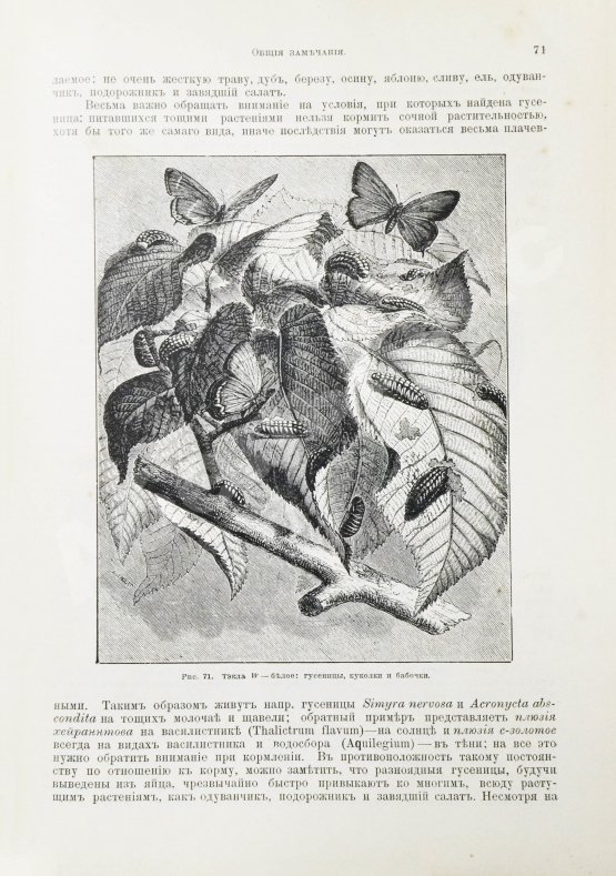 Антикварная книга Штандфусс, М.Р. Жизнь бабочек, их ловля, воспитание и сохранение