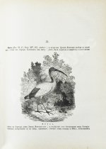 Никифор [Бажанов, А.М.] Иллюстрированная полная популярная библейская энциклопедия