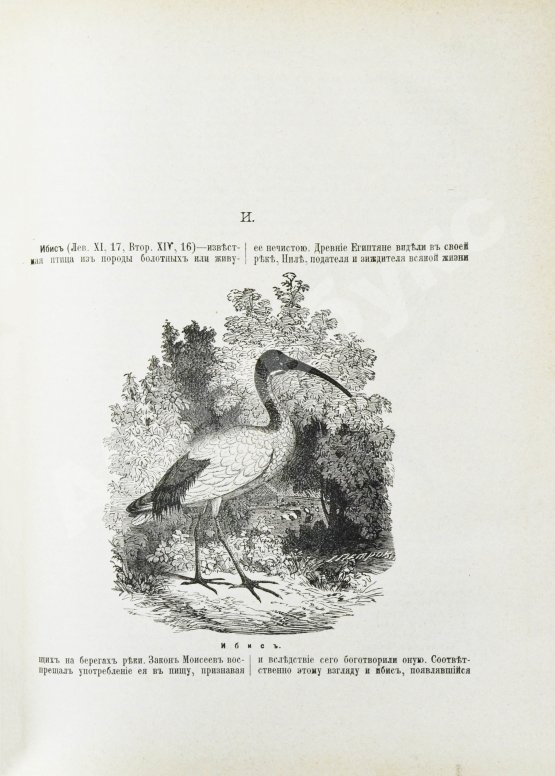 Никифор [Бажанов, А.М.] Иллюстрированная полная популярная библейская энциклопедия