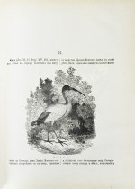 Никифор [Бажанов, А.М.] Иллюстрированная полная популярная библейская энциклопедия