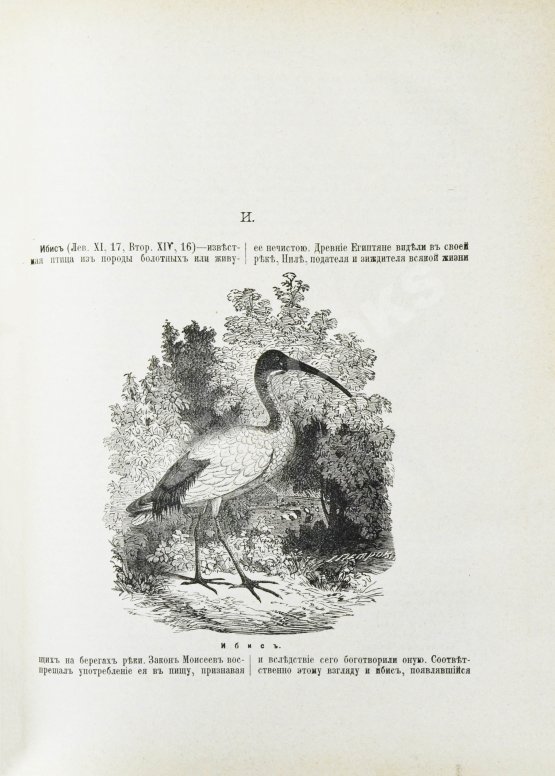 Никифор [Бажанов, А.М.] Иллюстрированная полная популярная библейская энциклопедия