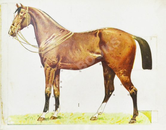 Урусов, С.П. Атлас разборных моделей лошади