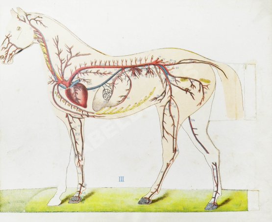 Урусов, С.П. Атлас разборных моделей лошади