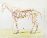 Урусов, С.П. Атлас разборных моделей лошади